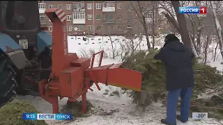 В Омске начинают работу пункты по сбору елок