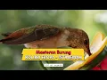 Download Lagu BURUNG KOLIBRI EROPA , masteran burung juara #masteranburung #masteransogon #masterankonin