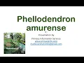 Phellodendron Amurense Extracting Berberine for applications