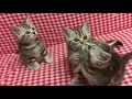 Butterfly tabby Black silver marble classic blotched tabby kittens