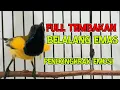 Download Lagu Masteran Sogon Gacor FULL TEMBAKAN BELALANG EMAS PANJANG | Pancingan sogon Gacor❗