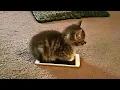 Download Lagu Cats makes the rules