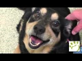 Forever Homes for Pets Ann Arbor MI - Humane Society of Huron Valley