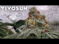 Exotic Genetix Gary Poppins Final Dry Trim Cure Dry Weight - Vivosun Grow EP6 AreoLight 100W