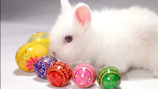 Searching Scene From Marthy s World - All About Rabbits