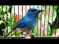 Tledekan biru anda langsung nyaut dengar si biru Gacor