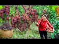 Download Lagu Harvest Grape, Goes To The Market To Sell - Harvesting and Cooking | Daily Life