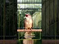 Download Lagu Kapas tembak BURUNG MASTER #shorts