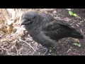 The Garden Crow - Eating my Strawberries