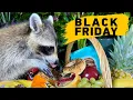 Wild Raccoons on Black Friday - Grab and Run