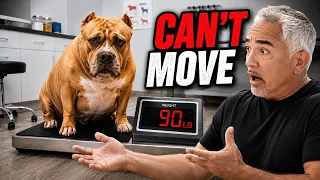This Pitbull Could Barely Walk Anymore Better Human Better Dog S04E07