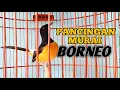 PANCINGAN MURAI BORNEO GACOR // AMPUH BIKIN MURAI LAIN KEPANCING EMOSI