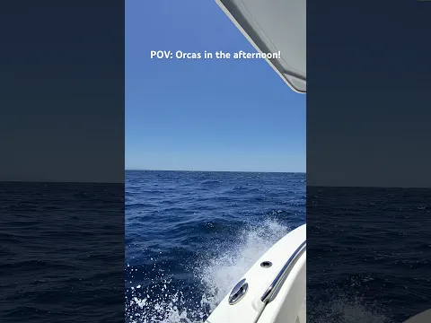 Tested meta Rayban glasses with orcas