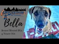 BELLA 4 year old Mix Rescue Dog Training Off Leash K9 Training Maine