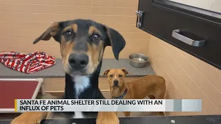 Santa Fe Animal Shelter still dealing with influx of pets