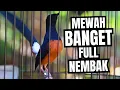 Download Lagu MURAI BATU GACOR FULL ISIAN TEMBAKAN CILILIN KENARI KAPAS TEMBAK CUNGKOK LOVEBIRD CIGUN