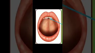 النطق الصحيح لحرف الراء مخرج الراء Pronunciation Of Letter Ra And Its Point Of Articulation 