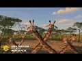 "I Like Them Chunky" Moto Moto Song | Madagascar Escape 2 Africa