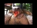 Download Lagu Extreme Animals Making Hilarious Funny Noises