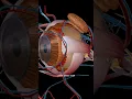 Download Lagu Eye Anatomy - 3D Medical Animation #shorts