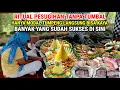 Download Lagu Viral !! Pesugihan Tanpa Tumbal Hanya Bermodalkan Tumpeng Bisa Langsung Kaya Raya