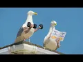 Download Lagu Birds with arms | curlykidlife