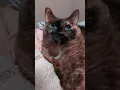 Download Lagu Sapphire eyes #cat #animallovers #gato #katze #petlovers #siamese #tortoiseshellcat #sapphire