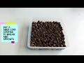 How To Germinate Seeds On Clay Pebbles,  Hydroton or LECA | DIY Hydroponics | Hydroponics