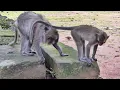 Amari Troop: The members of the monkey group – old momma Tima gets special attention