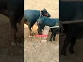 #buffalobull #buffalomeeting buffalo and Buffalo BuLL neachural amejing meeting video