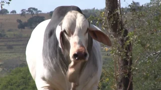 Mr UBER The Rock 1083 - Touro Brahman - Genex