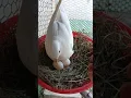 Download Lagu This beautiful white dove eats all kinds of strange things #short
