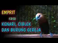 Download Lagu burung emprit kaji gacor isian kenari dan burung gereja untuk masteran - white headed munia