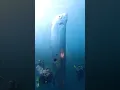 Download Lagu Divers spot huge earthquake-heralding oarfish off the coast of Taiwan