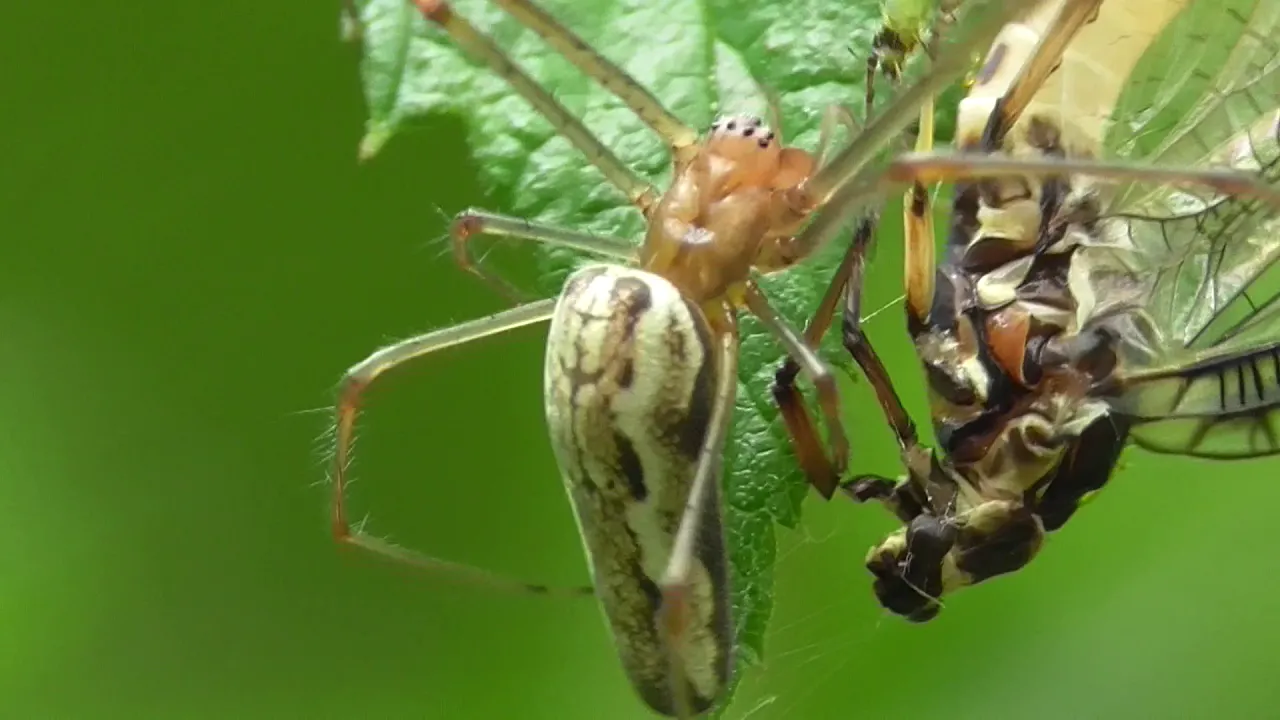 Teragnatha eats mayfly. Streckerspinne frißt Eintagsfliege.