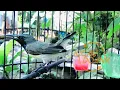 Sogon Jantan Gacor Memanggil Sogok Ontong Betina