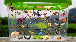 insect grasshopper leaf bug millipede kissing bug tortoise beetle cockroach praying mantis