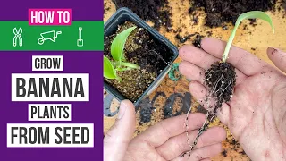 how to grow banana plants from seed at home 