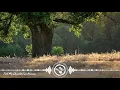 Download Lagu Victor Lundberg - Tell Me Should I've Known