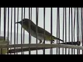 Download Lagu Mata puteh New bird | young puteh | pleci Auriventer