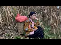 Download Lagu Hiền Nương Picking Corn — A Simple Yet Heartwarming Tale