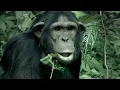 Nature Documentary - A Chimpanzee s Tale