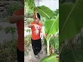 Download Lagu buah apa itu dek #trending #youtubeshorts #fyp #viralvideo #shortvideo #shorts #short #viral
