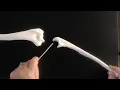 Appendicular Skeleton Anatomy Lab Practical Bones of the Upper and Lower Limb Shoulder Pelvic Girdle