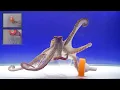 Download Lagu Octopus Intelligence Experiment Takes an Unexpected Turn