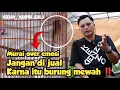Download Lagu GREBEK RUMAH PEMILIK MURAI BATU RAVATAR ‼️ UPDATE PERKEMBANGAN RAVATAR