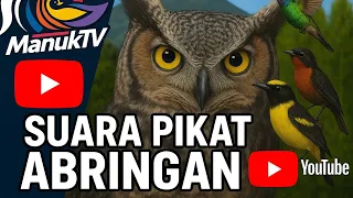 suara pikat abringan hutan mantenan rambatan kolmun ciu kunyit dan sejenisnya