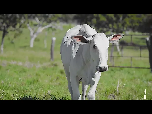 Novilha Nelore CLTN - 203