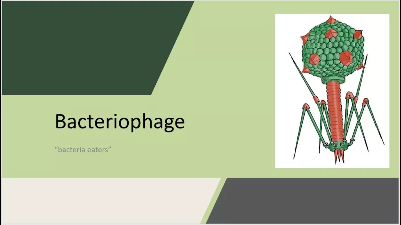 Bacteriophage - "bacteria eaters"