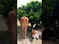 Download Lagu This tiny Lignum Vitae tree saved these cows #shorts #food #viralvideo #youtube #youtubevideo